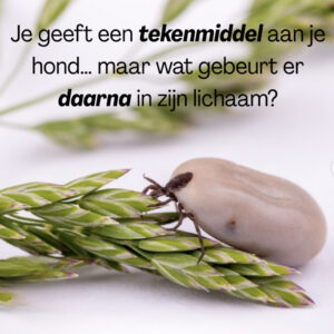 Masterclass: Vlooien en teken bij honden