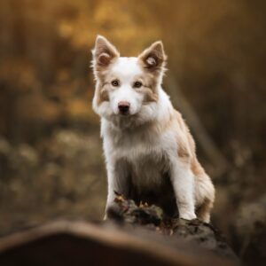 Opleiding: Starten met orthomoleculaire therapie voor honden en katten™ — Systeemdenken basis